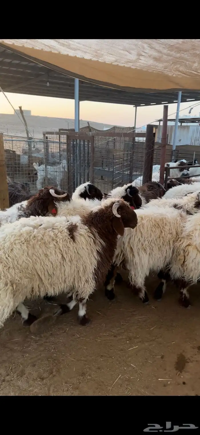 للبيع جذعان نعيم بلدي فاخر جمله وتفريد 2