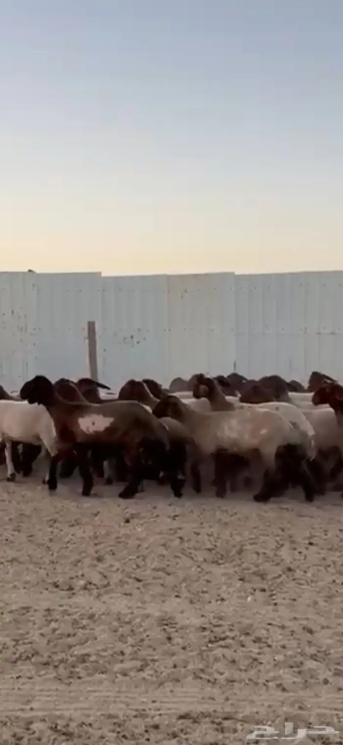 جذعات صنف اللبييع 11