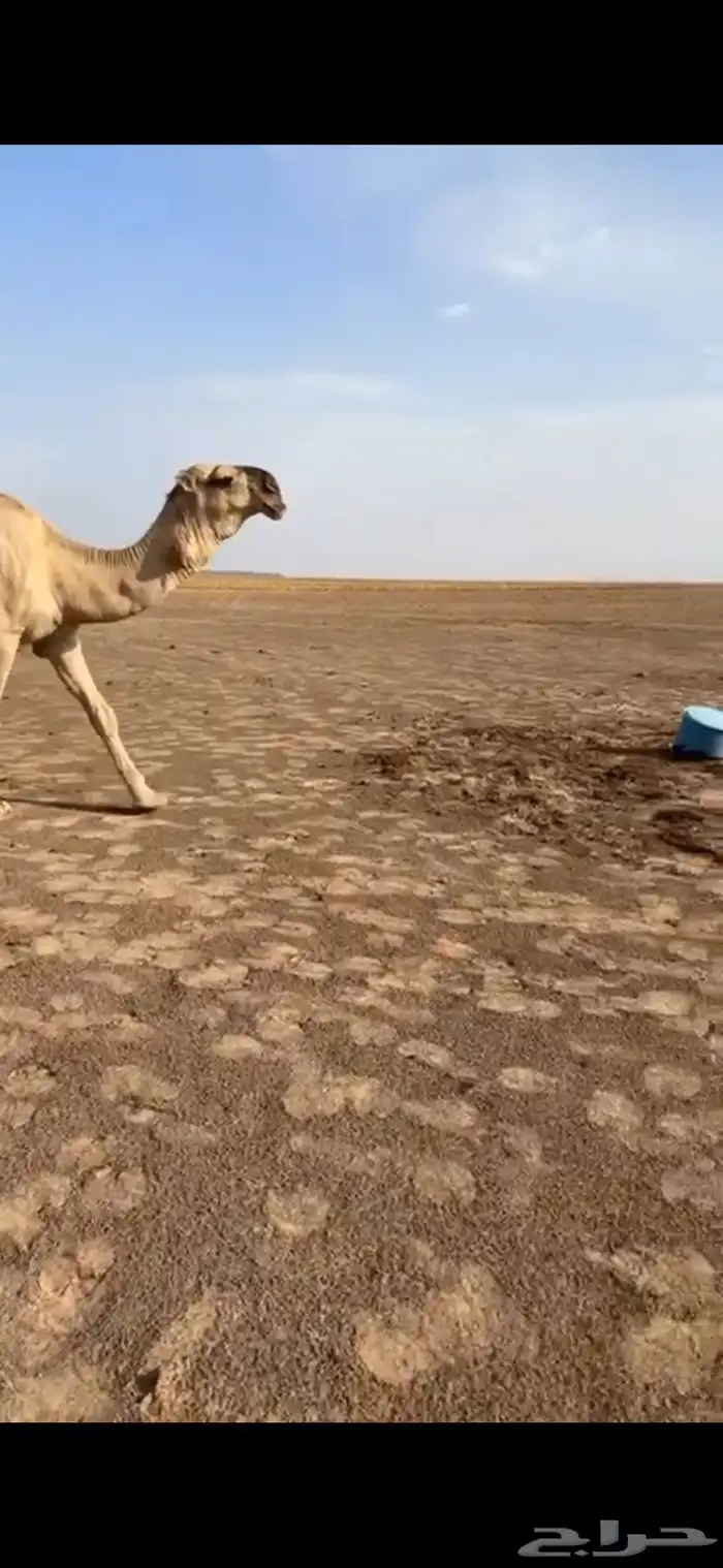 البعير ساسه على الهدب ومشروط ضراب وعشار وهداوه 0
