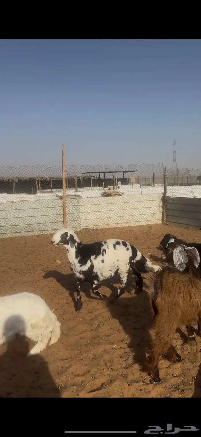 ذبايح حري وجفرات ومهاجين الخرج 2