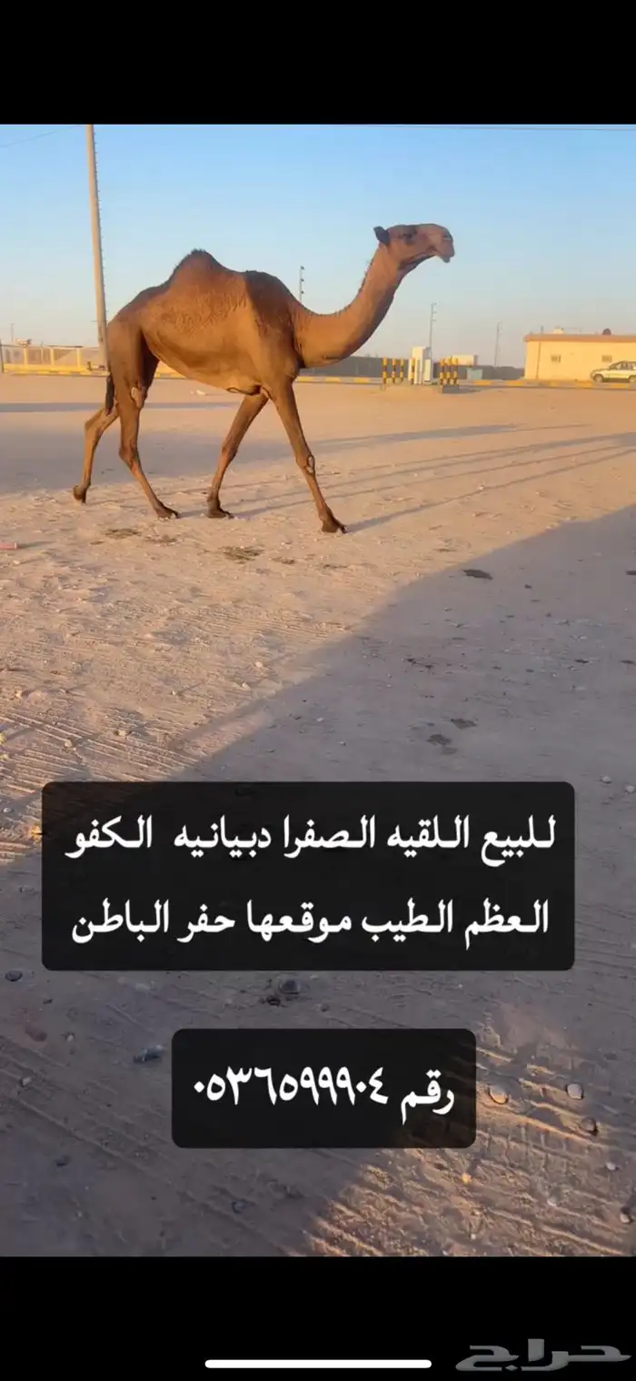 للبيع اللقيه الصفرا دبيانيه كفوو وعظم طويل 2