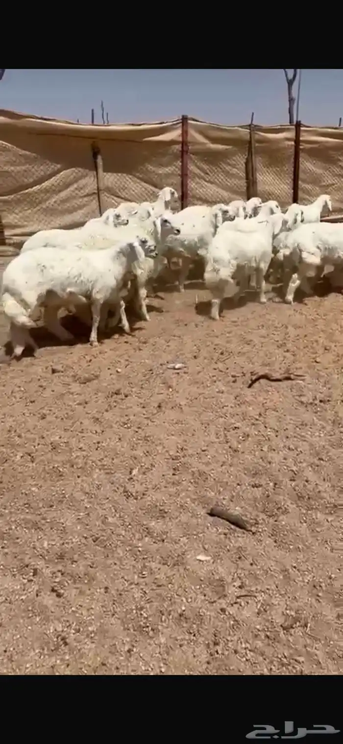 للبيع بهم حري 0