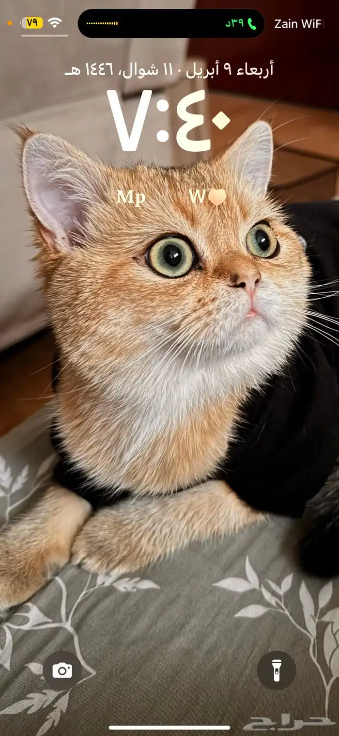 عرض تزاوج 3