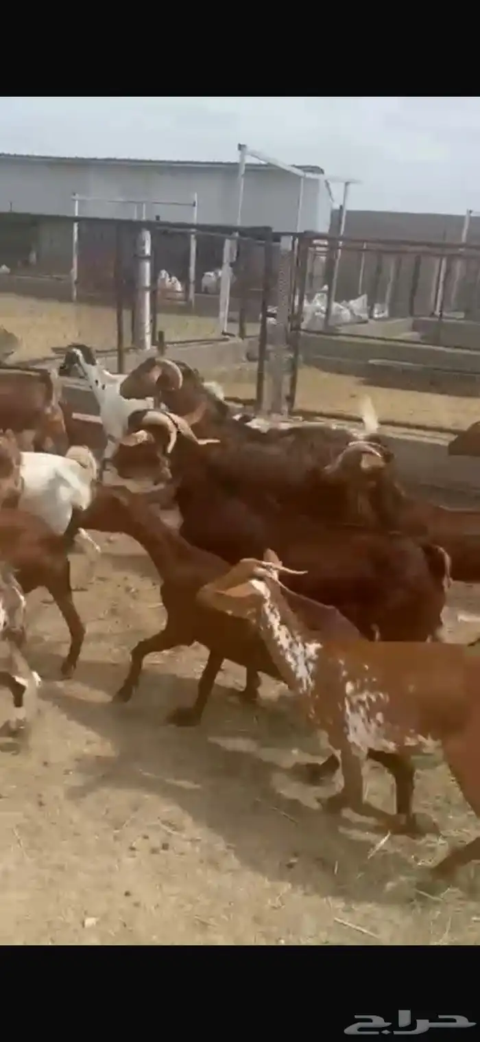 معزا حص للبيع 2