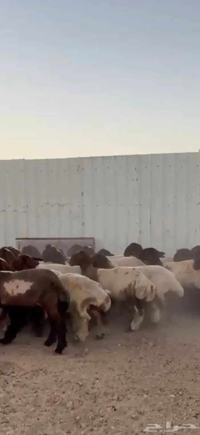 جذعات صنف اللبييع 9