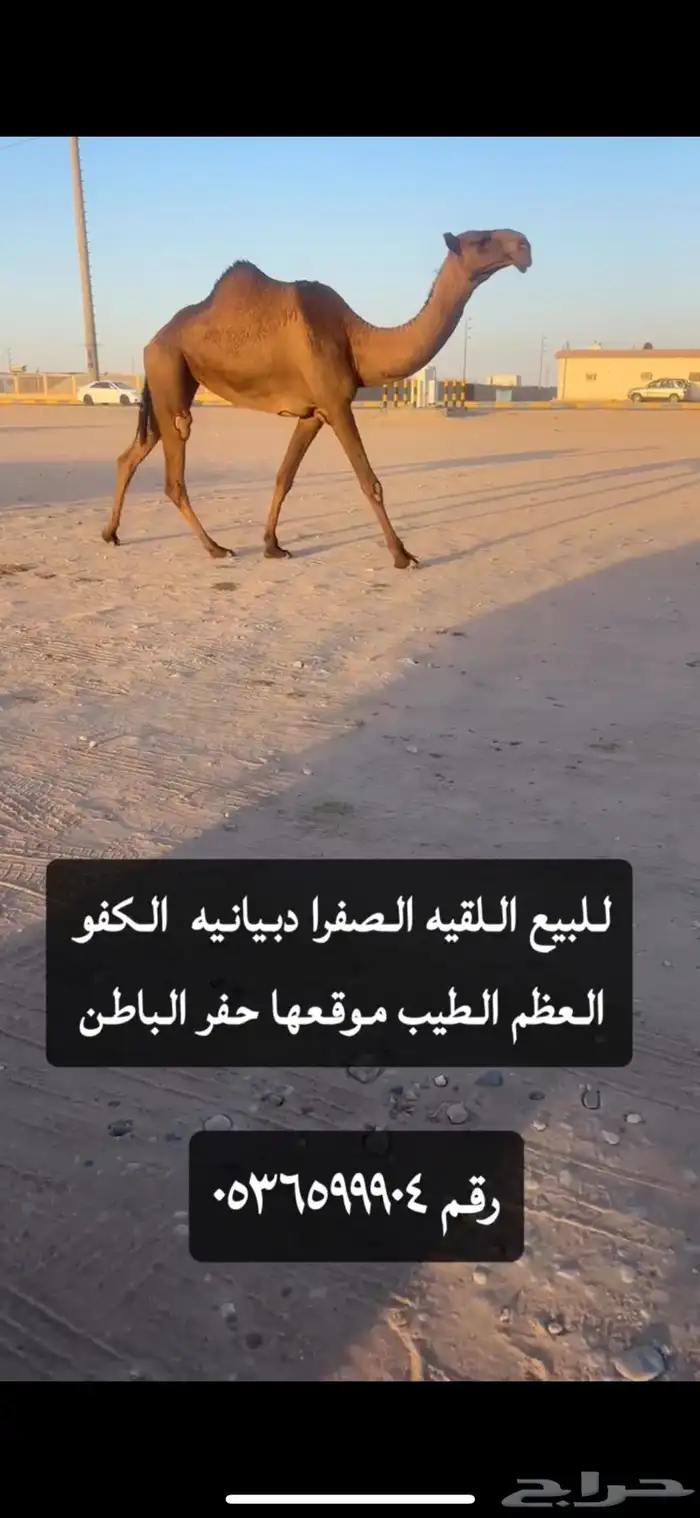 للبيع اللقيه الصفرا دبيانيه كفوو وعظم طويل 1
