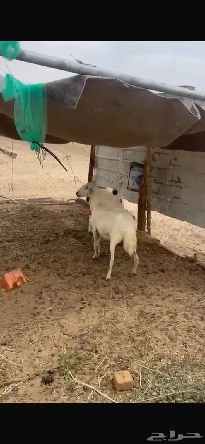 نعجتين دفيع 4