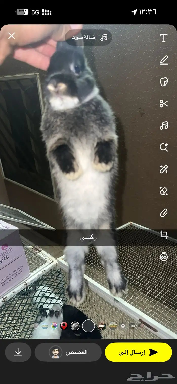ارانب قزمي نذر لاند و هوتو 5
