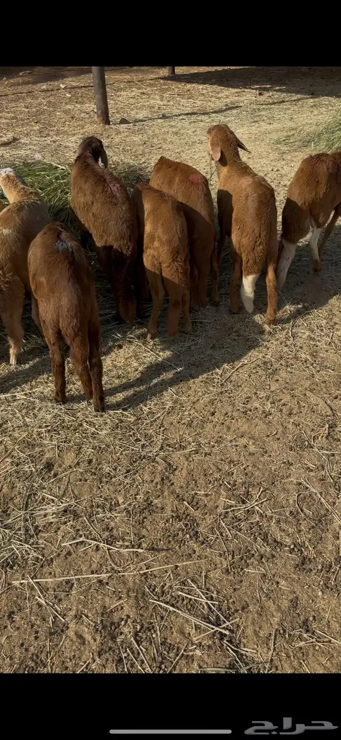 سواكن طيبه صحه شرط 1