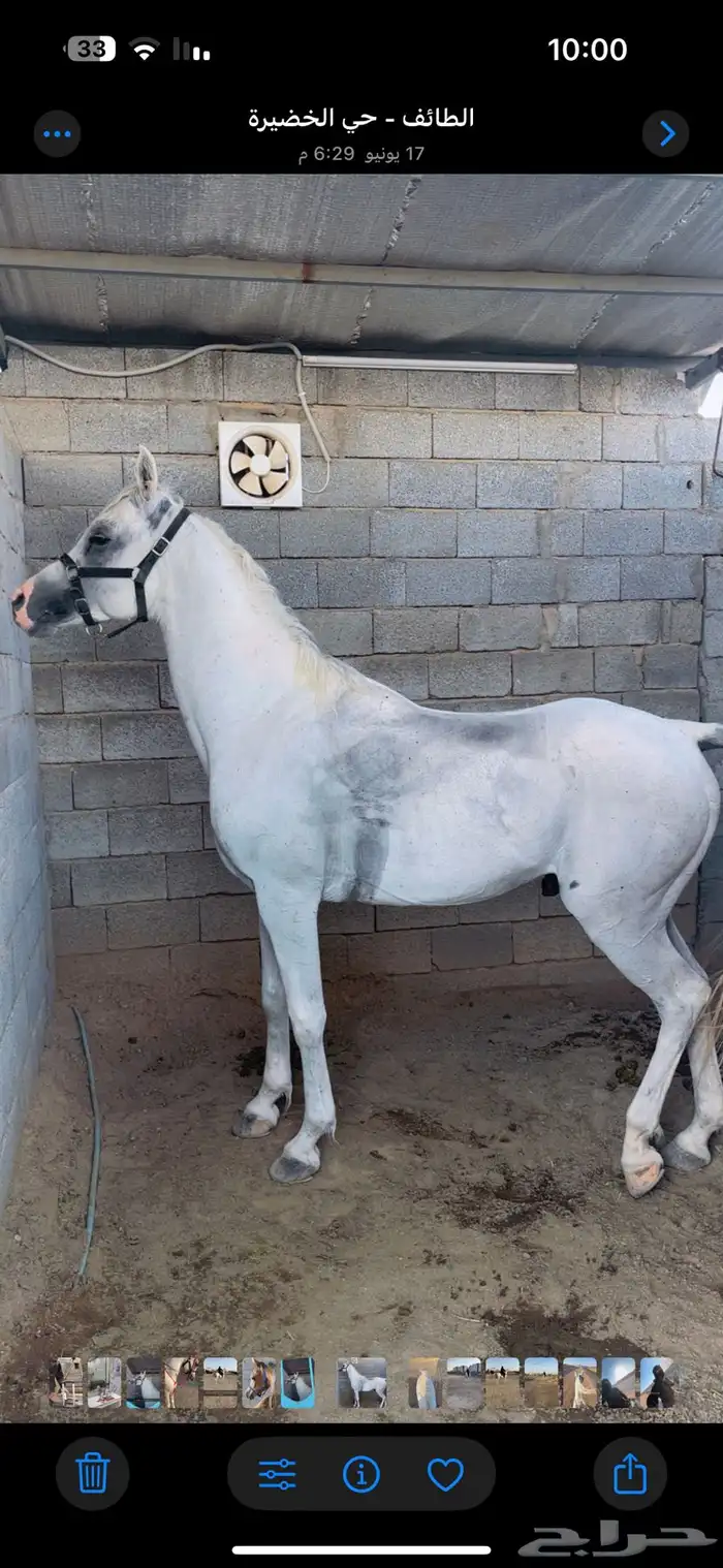 غرف اجار للخيل بسعر منافس وصحة جيده للخيل 8