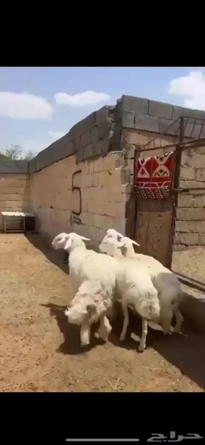 تم البيع 1