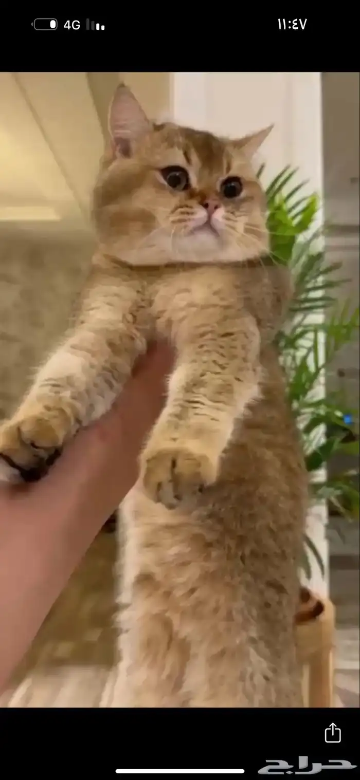 قط سكوتش قولد استريت شورت هير للبيع 0