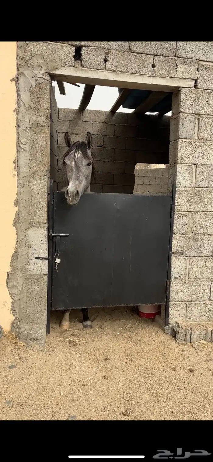 مهر شعبي كفو 5