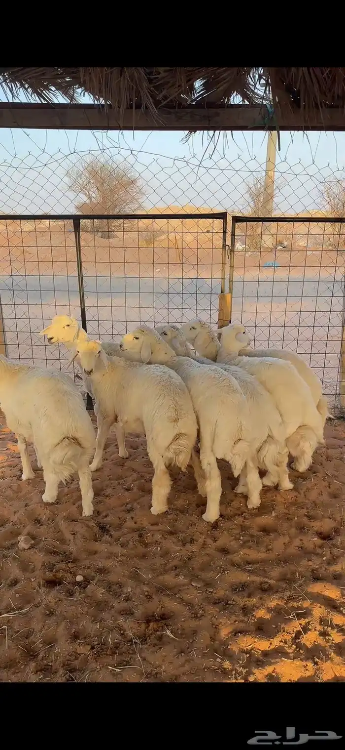طليان حري للبيع - يوجد خدمة التقسيط 1