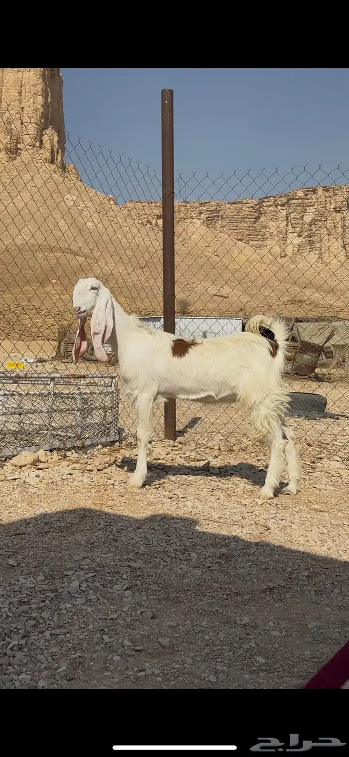 منوة القناي والسن ثنيه 0
