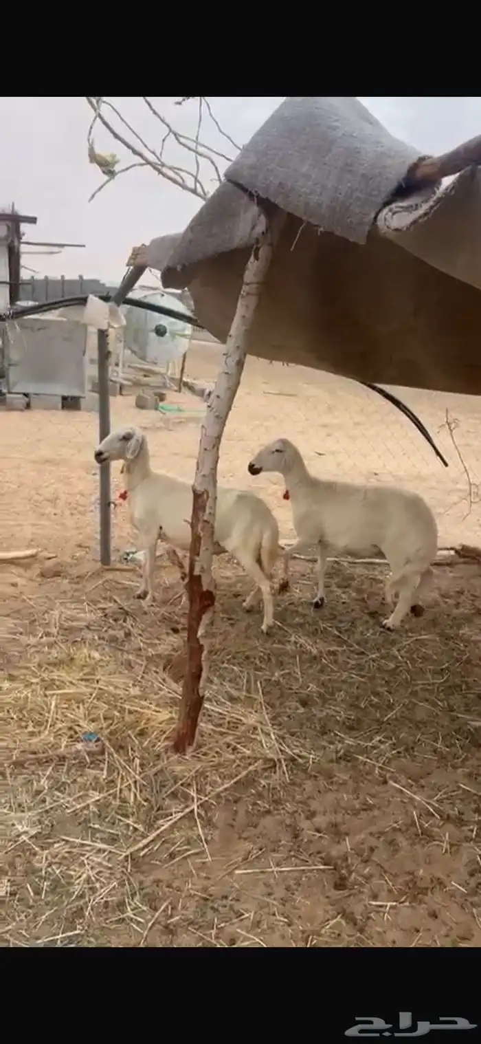 نعجتين دفيع 2