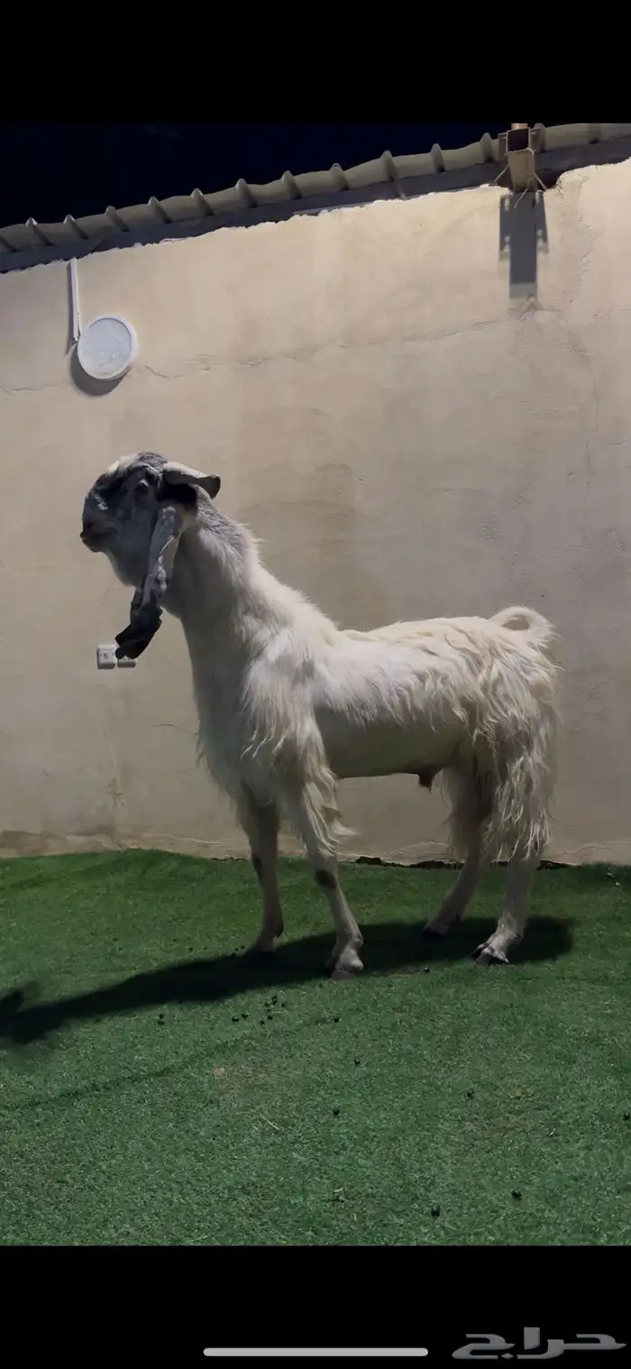 تيس مطور فاخر 0