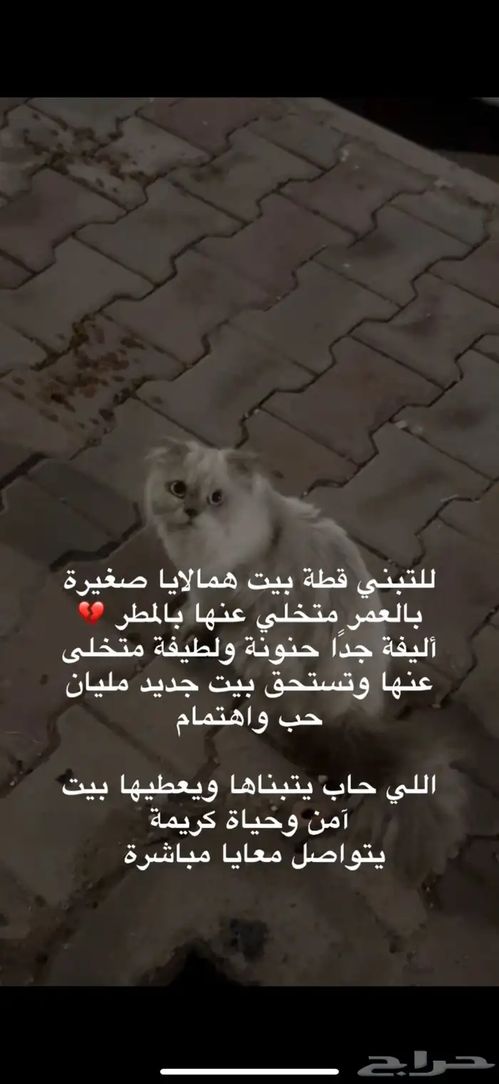 تبني قطه 0