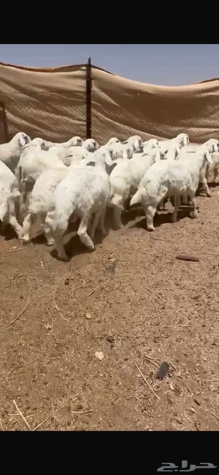 للبيع بهم حري 1