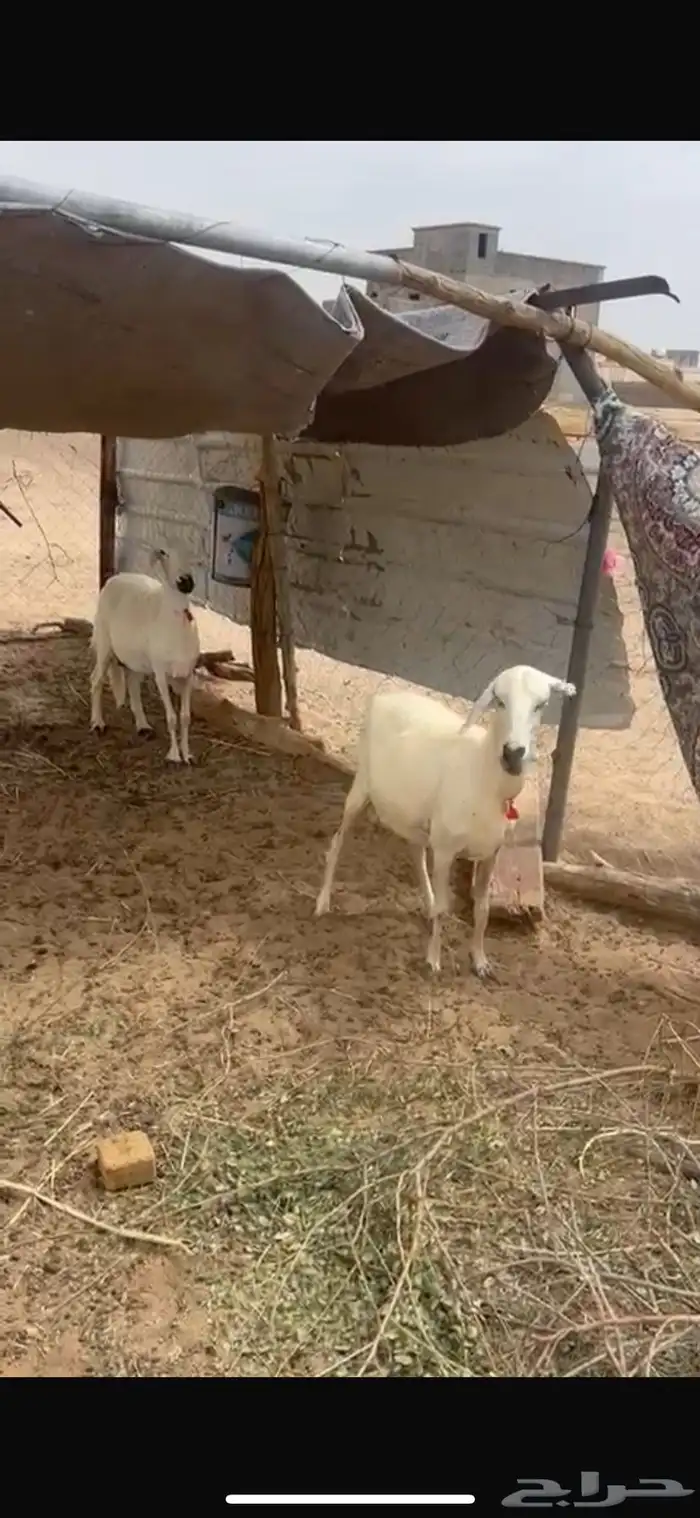 نعجتين دفيع 5