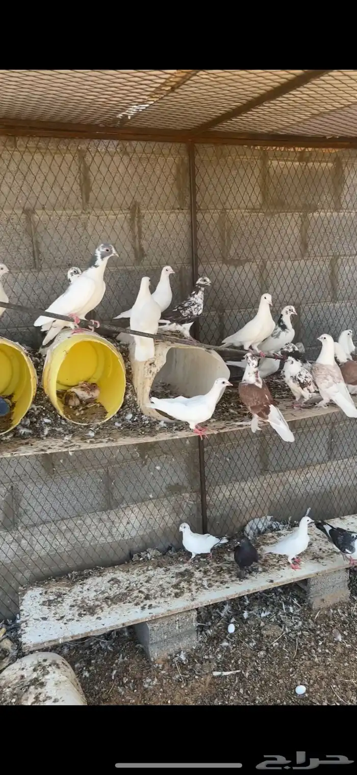 حمام لبيع مشاكل فرنسي وعادي 0