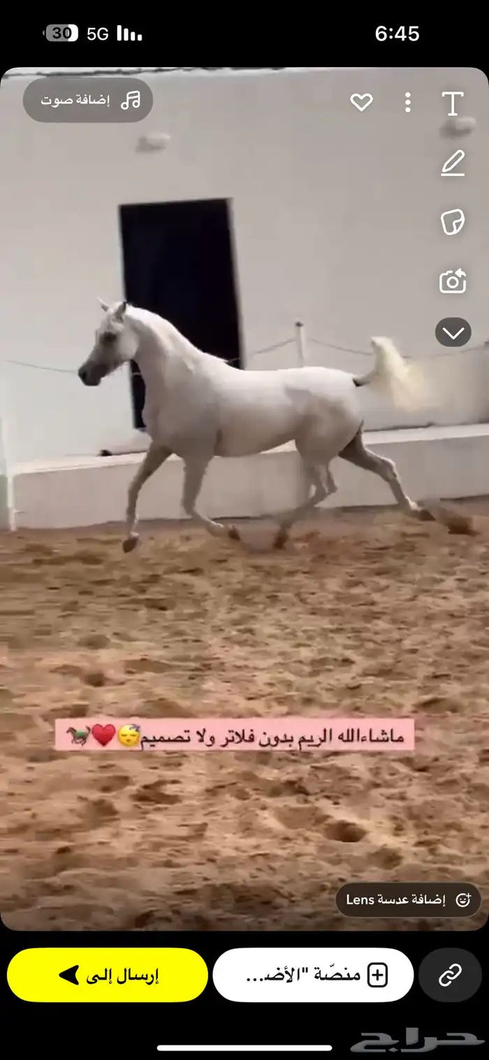 غرف اجار للخيل بسعر منافس وصحة جيده للخيل 4