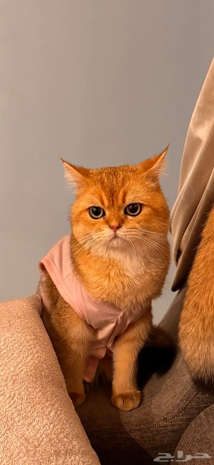 عرض تزاوج 2