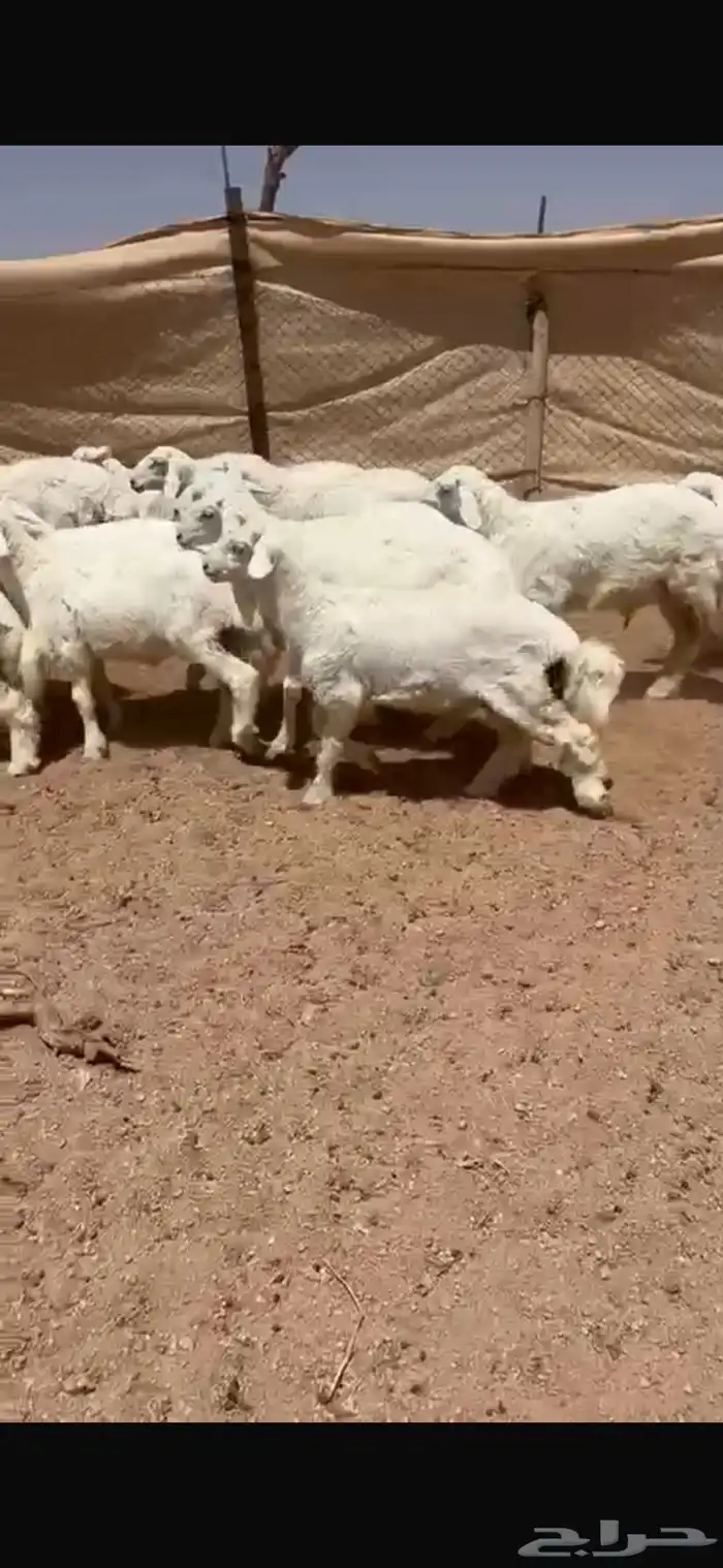 للبيع بهم حري 3