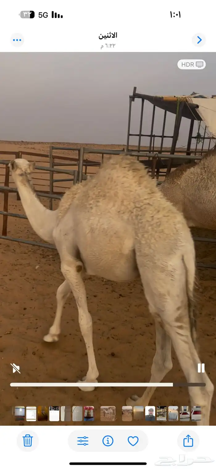 قعدان للبيع 0