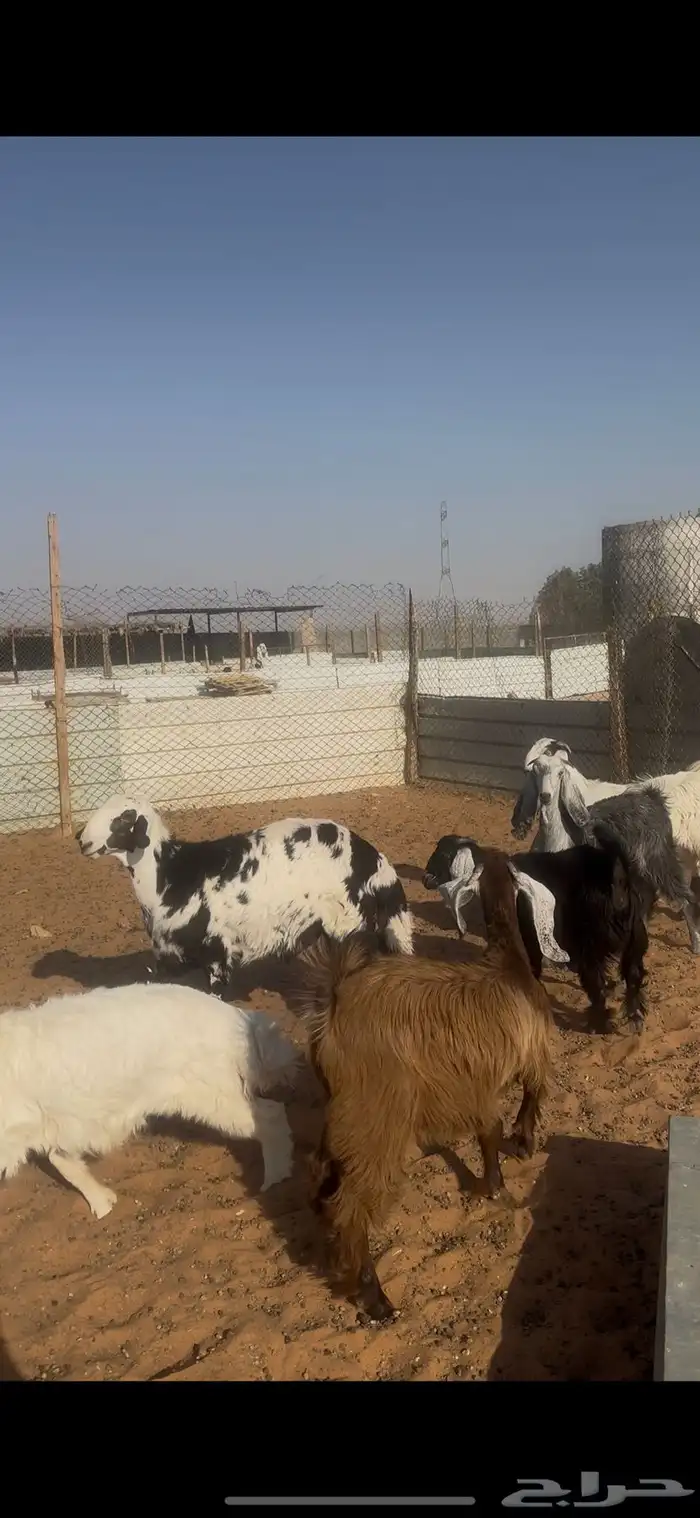 ذبايح حري وجفرات ومهاجين الخرج 4