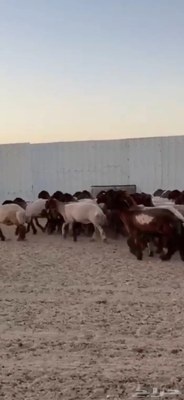 جذعات صنف اللبييع 15