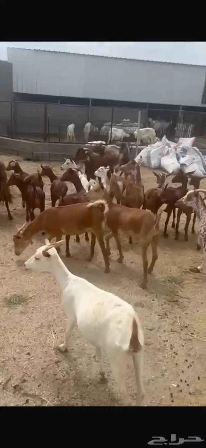 معزا حص للبيع 4