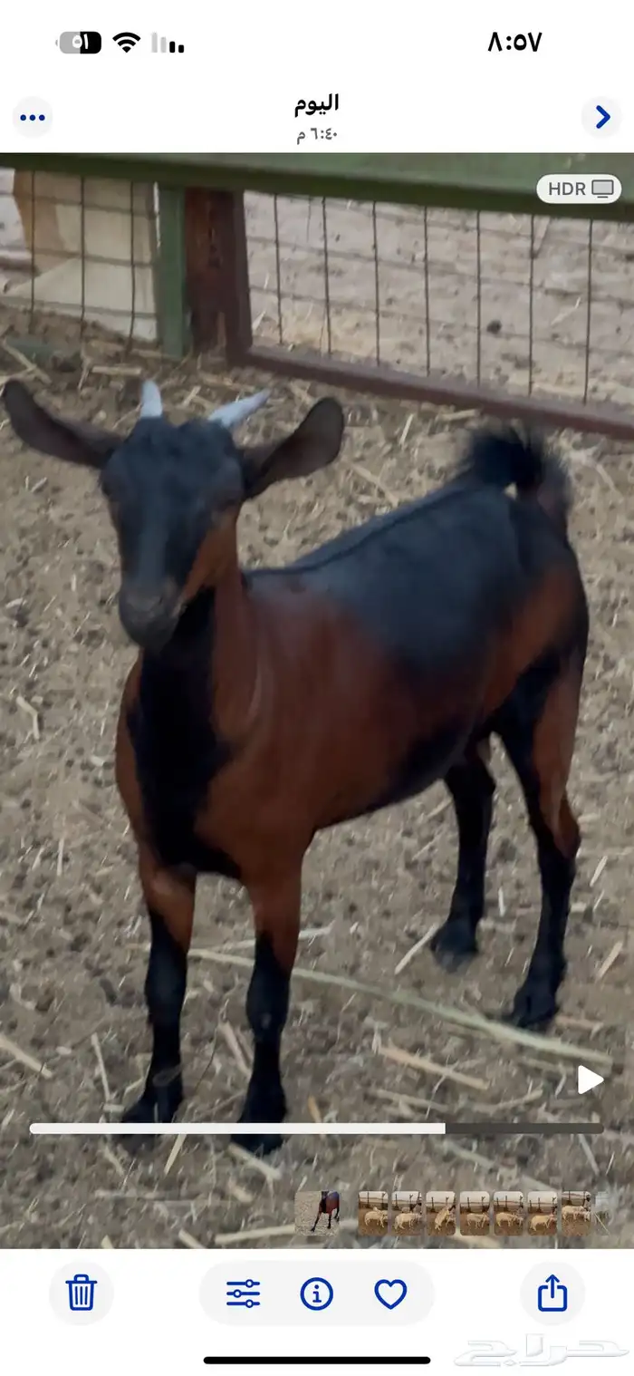 جفره محايلية سمين فل 0