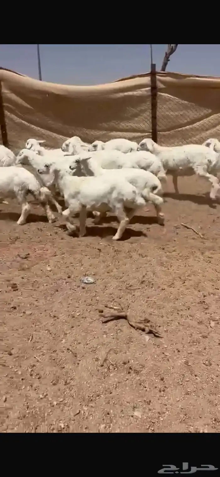 للبيع بهم حري 2