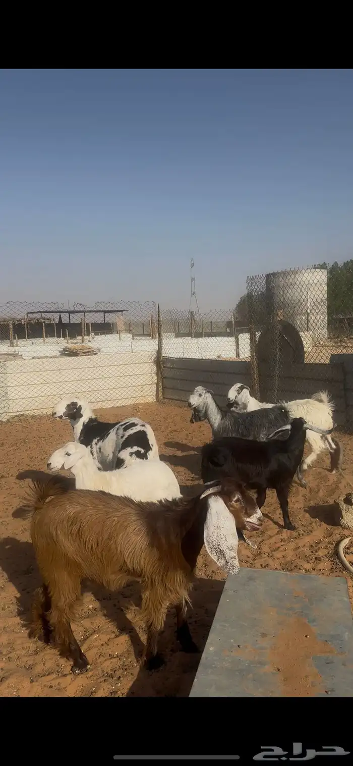 ذبايح حري وجفرات ومهاجين الخرج 6