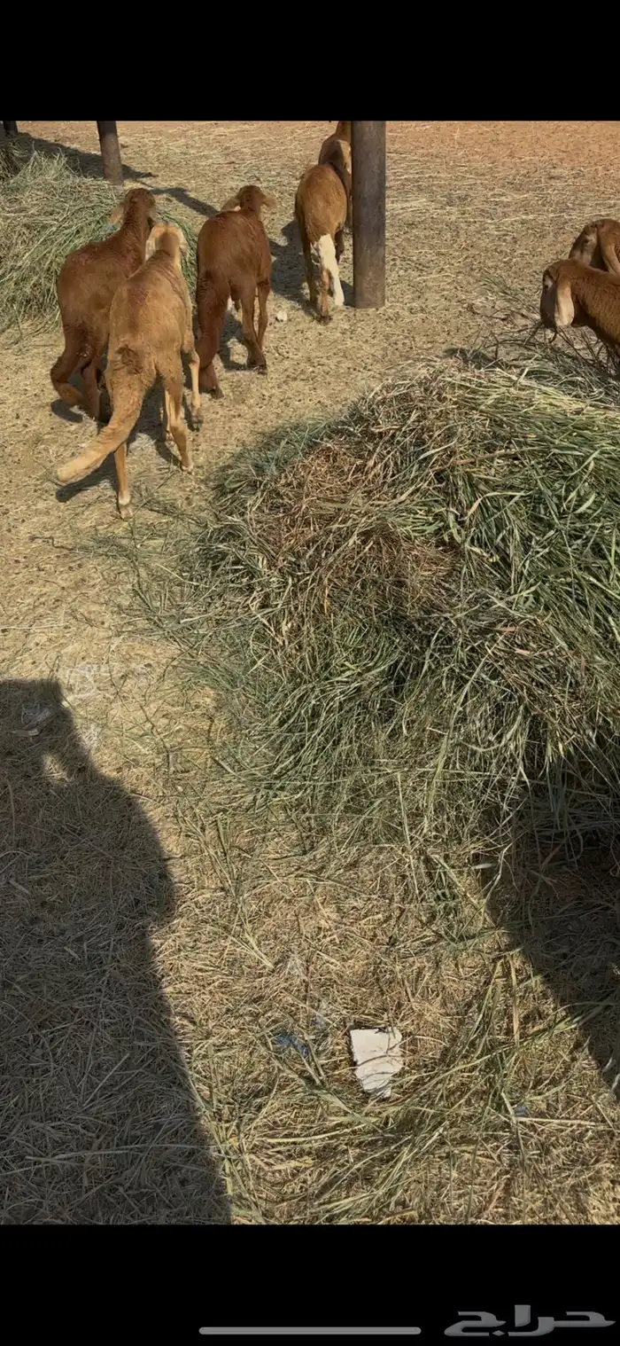 سواكن طيبه صحه شرط 0