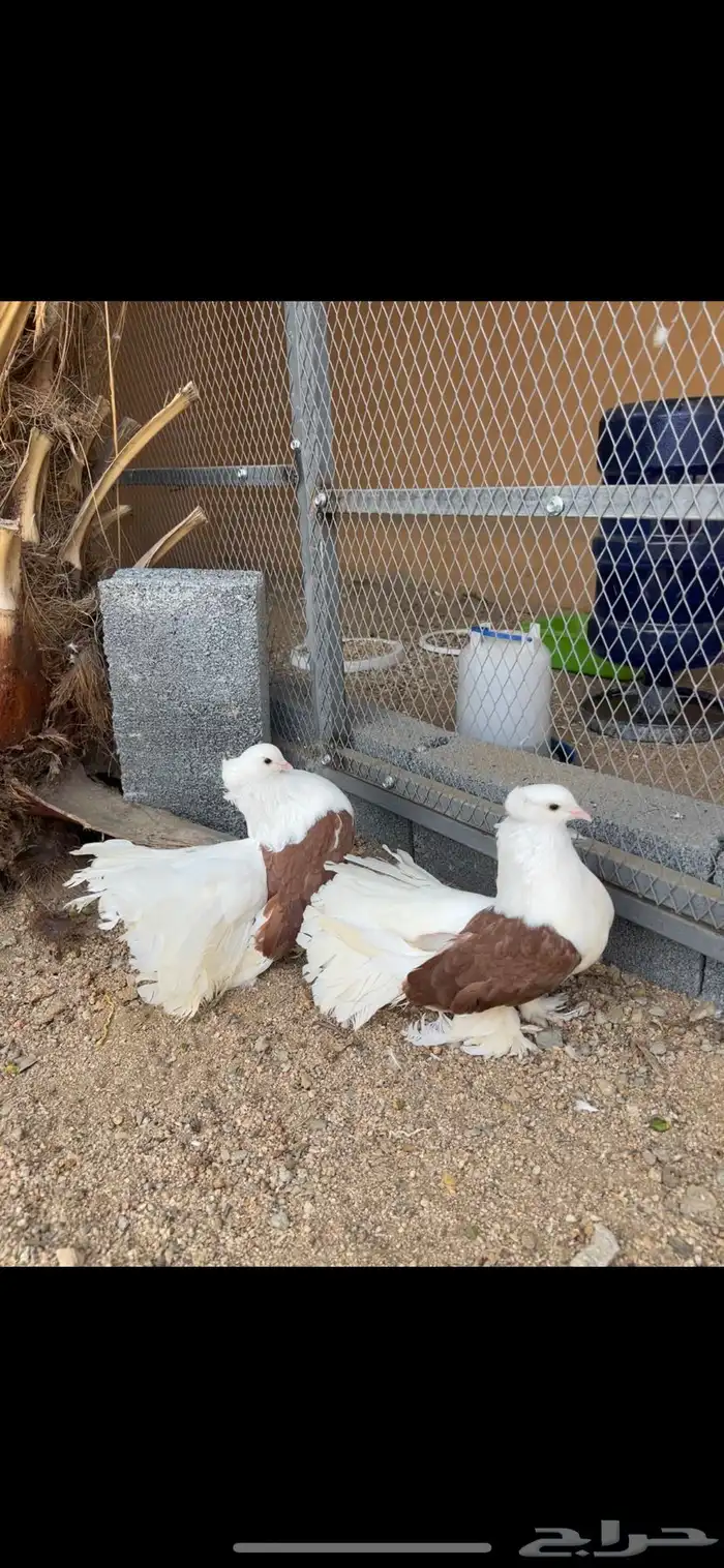 زوجين رقاص امريكي تم البيع 3