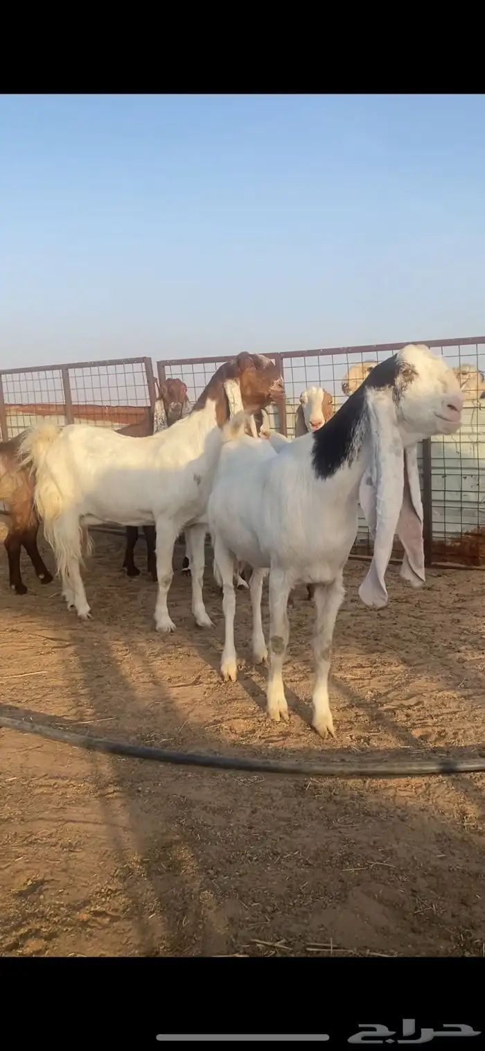 معزا جروم فواخر نوعيات نادره .. 0