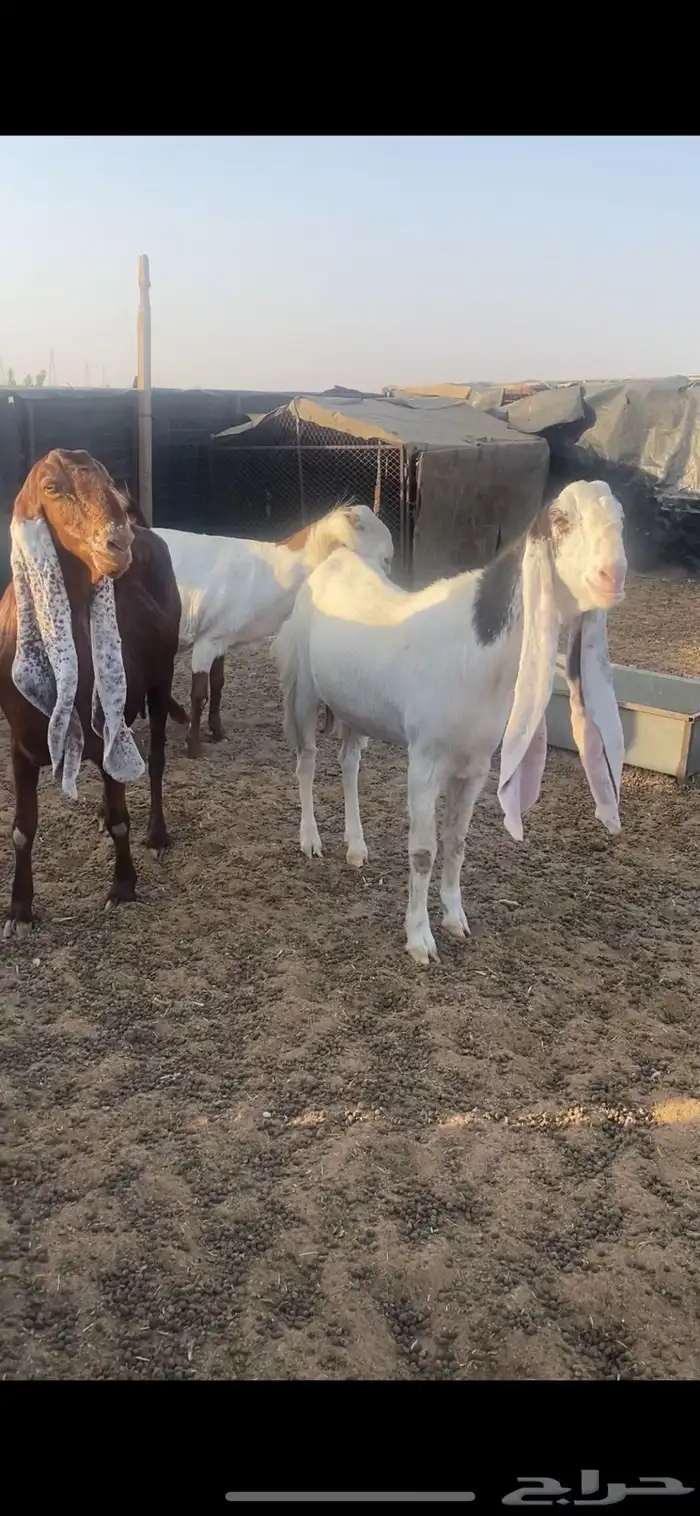 معزا جروم فواخر نوعيات نادره .. 3