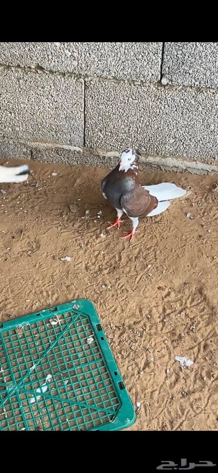 حمام 30