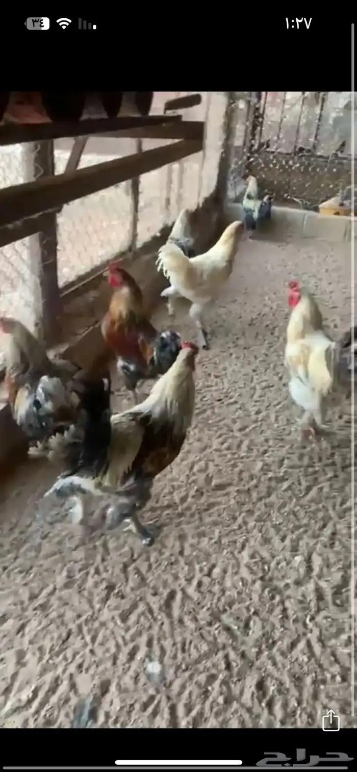 ديكه براهما 1