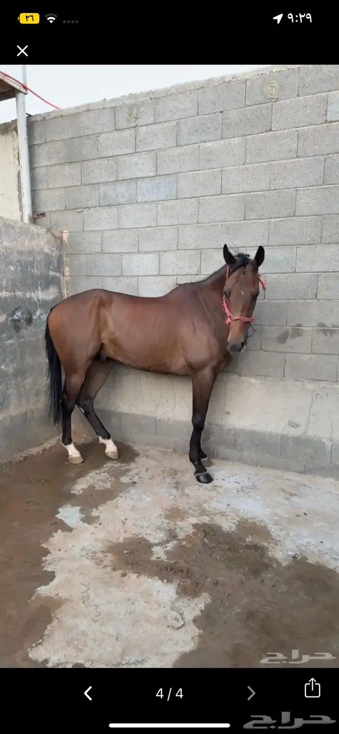 خيل انقليزي 2