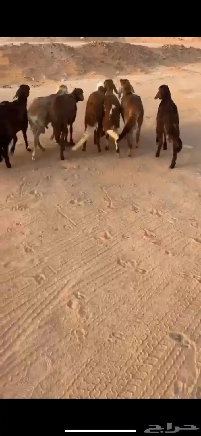 للبيع سواكن حمري 1