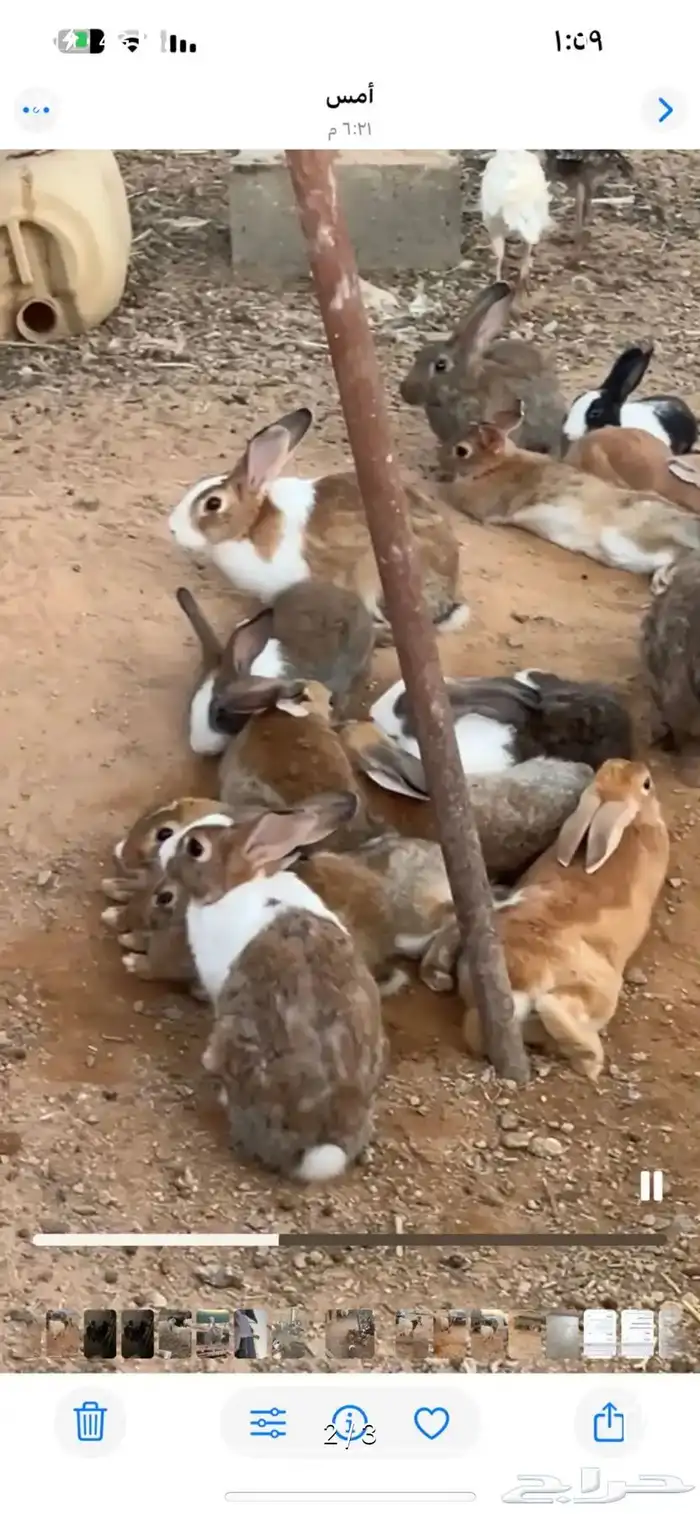 ارانب منتجه اصحه منتازه واسعار مناسبه. 2