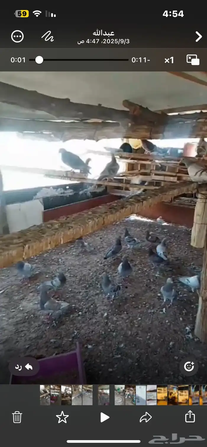 حمام 7