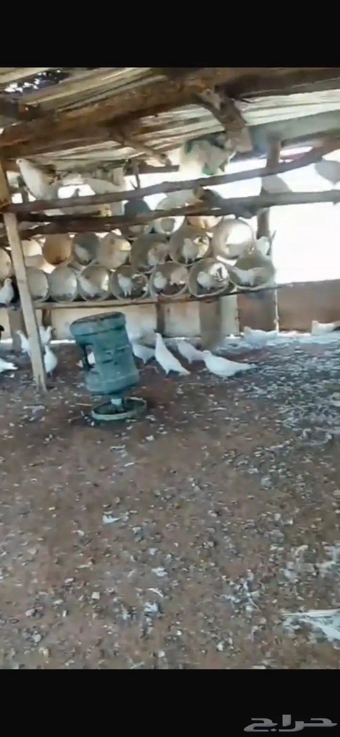 حمام 4