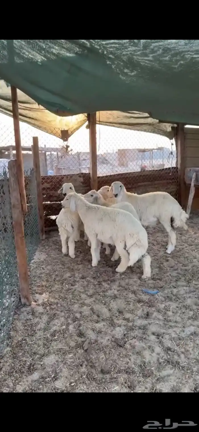 طليان جذعان حريه واسعار منافسه جدا 0