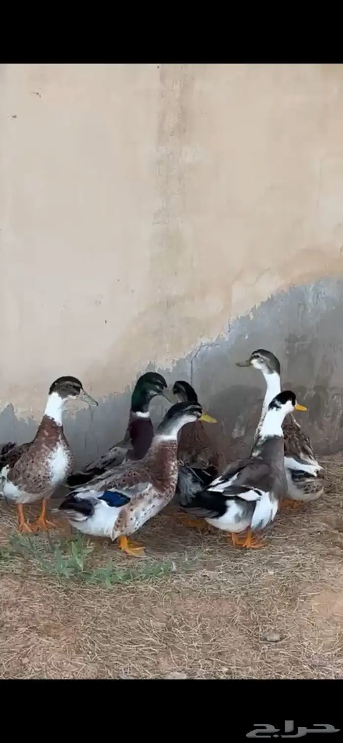 بط للبيع 2