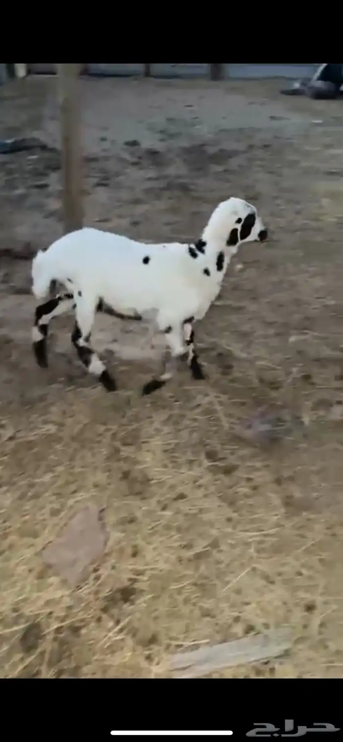 رخل طيبه 1