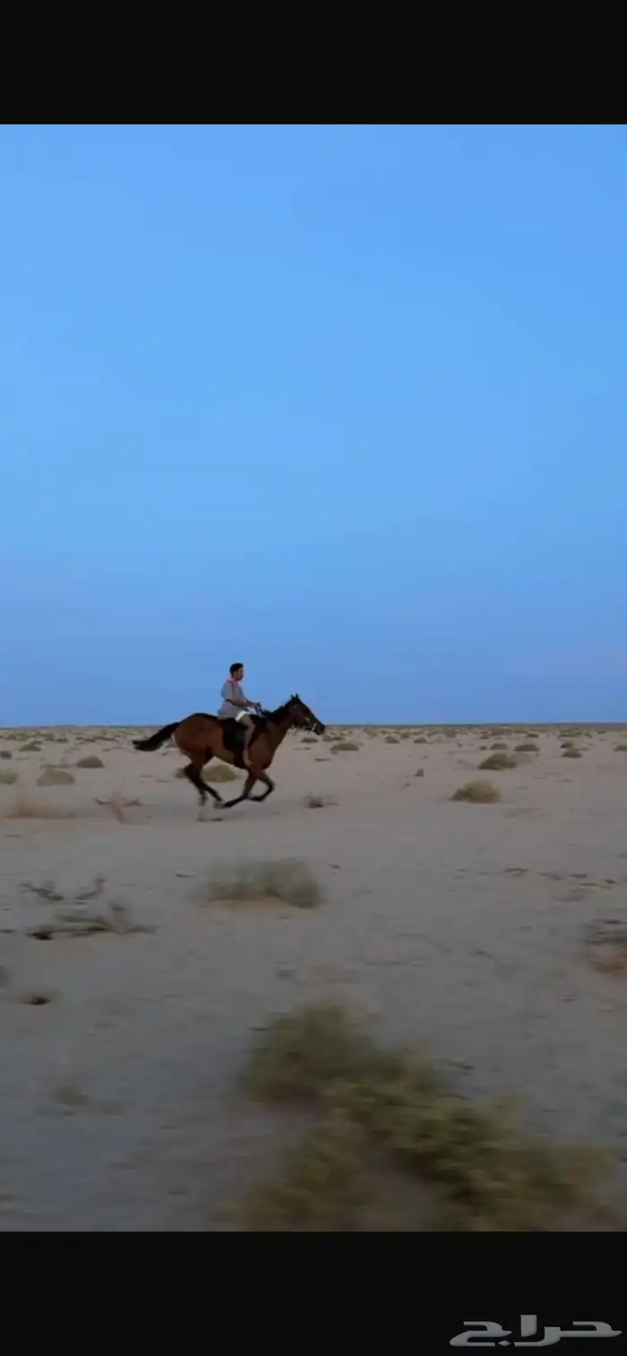 فرس سبوق 2